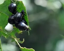 Bichos