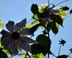 Flor a contraluz