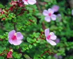 Flor en Volcán