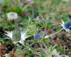 Florecilla