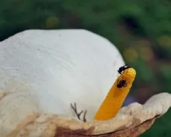 Zantedeschia aethiopica