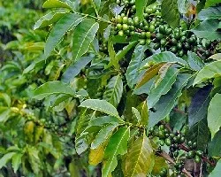 Grano de Oro