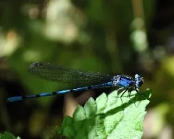 Libélula