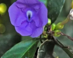 Brunfelsia grandiflora