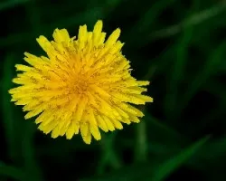 Taraxacum officinale
