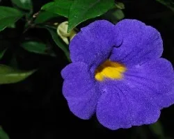 Thunbergia erecta