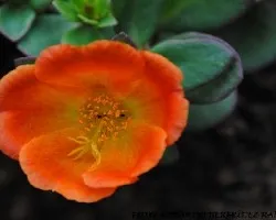 Portulaca umbraticola 