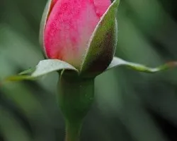 boton de rosa