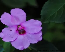Impatiens walleriana