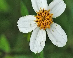 Bidens odorata