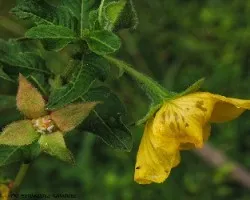 Camissonia sp
