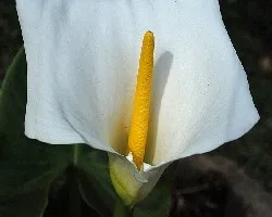 Zantadeschia aethiopica