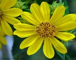 Gazania sp