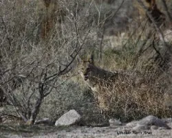 Canis latrans