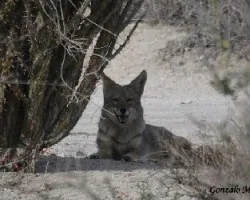 Canis latrans
