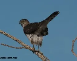 Accipiter cooperii