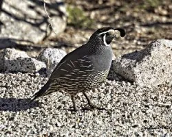 Callipepla californica