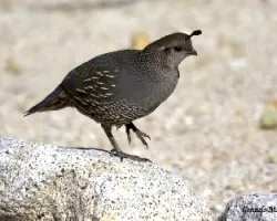Callipepla californica