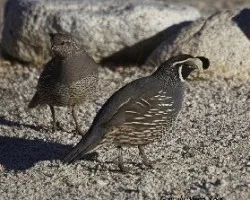 Callipepla californica