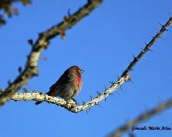 Carpodacus mexicanus