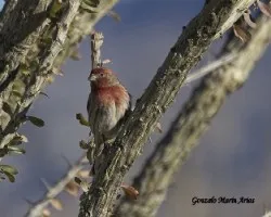 Carpodacus mexicanus