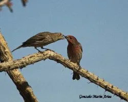 Carpodacus mexicanus
