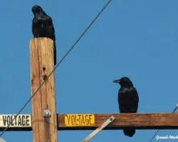 Corvus corux