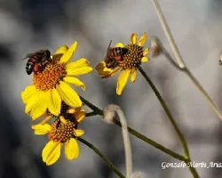 Abejas y flores