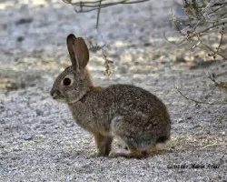 Conejo