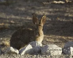 Conejo