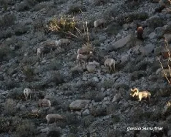 Borregos (Big Horn Sheep)