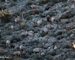 Borregos (Big Horn Sheep)
