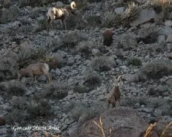 Borregos (Big Horn Sheep)