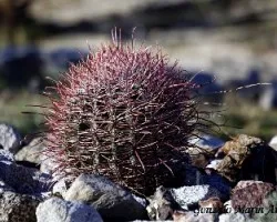 Esfera