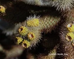 Flores de cactus