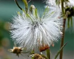 Flor