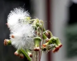 Flor