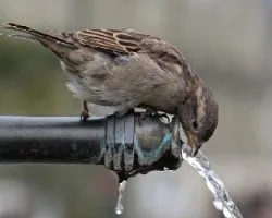 Passer domesticus