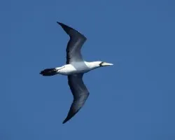 Gaviota