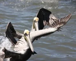 Pelicanos