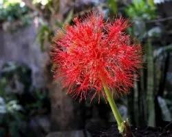 Flor de Fuego