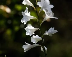 Blanca Flor