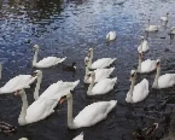 Cisnes