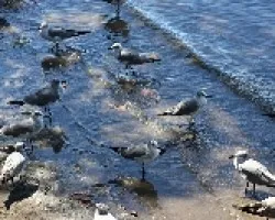 Gaviotas