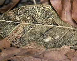 Hoja