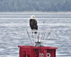Haliaeetus leucocephalus