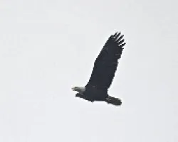 Haliaeetus leucocephalus