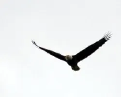 Haliaeetus leucocephalus