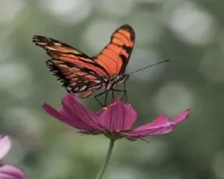 Mariposa