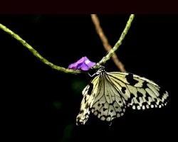 Mariposa1